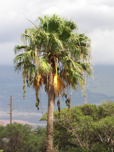 WASHINGTONIA
