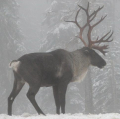 CARIBOU