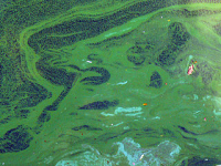 CYANOBACTÉRIE