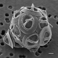 COCCOLITHOPHORE