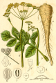 PANAIS