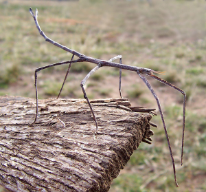PHASMIDÉ