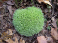 LEUCOBRYUM