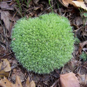 LEUCOBRYUM