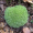 Image Bryophyta