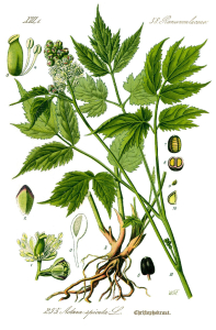 ACTÉE