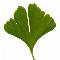 Logo Gymnospermes