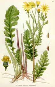JACOBÉE