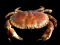 CRABE