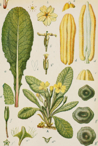 PRIMEVÈRE