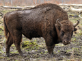 BISON