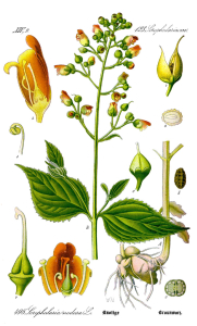 SCROFULAIRE
