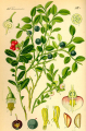 MYRTILLIER