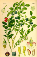MYRTILLIER