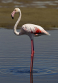 FLAMANT