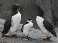 GUILLEMOT