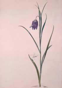 FRITILLAIRE