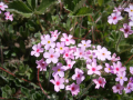 ANDROSACE