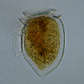 DINOPHYSIS