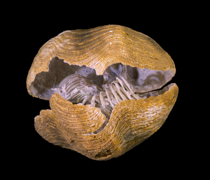 BRACHIOPODE