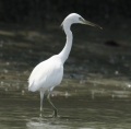 AIGRETTE
