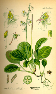 PYROLE