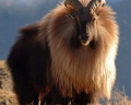 TAHR