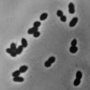 NITROSOMONAS