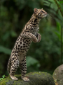 MARGAY