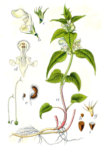 LAMIER