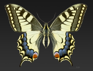 MACHAON