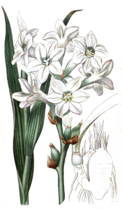 TUBÉREUX