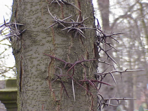 GLEDITSCHIA