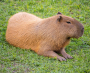 Image capybara