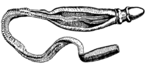 PTÉROBRANCHE
