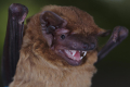 NOCTULE