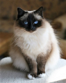 BIRMAN