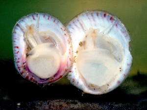 CRÉPIDULE