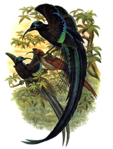 ÉPIMAQUE