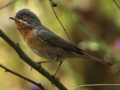 PASSERINETTE