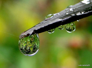 Une perle de jardin