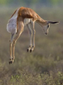 SPRINGBOK