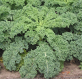 KALE