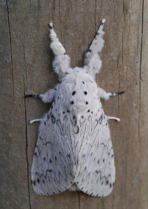 HERMINE