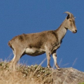 TAHR