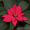 Image Euphorbiaceae
