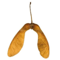 SYCOMORE