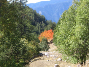 LA FORET EST UN RÊVE DE POÉSIE