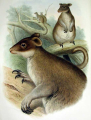 DENDROLAGUE