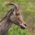 TAHR